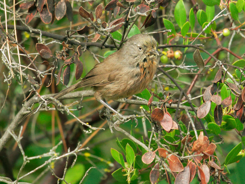 Wrentit