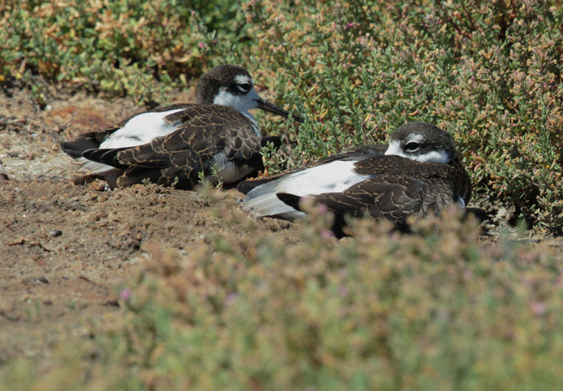 Black-necked Stilts, juveniles