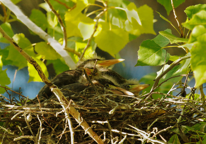 Green Herons, four branchlings in nest