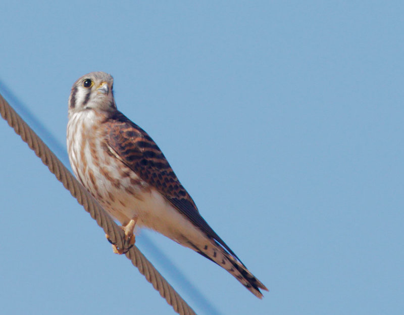 American Kestrel, female