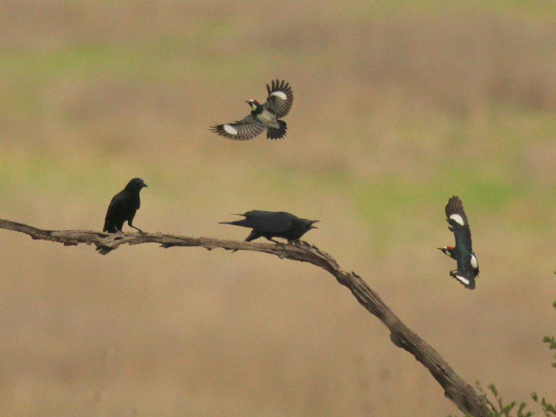 Acorn Woodpeckers and American Crows