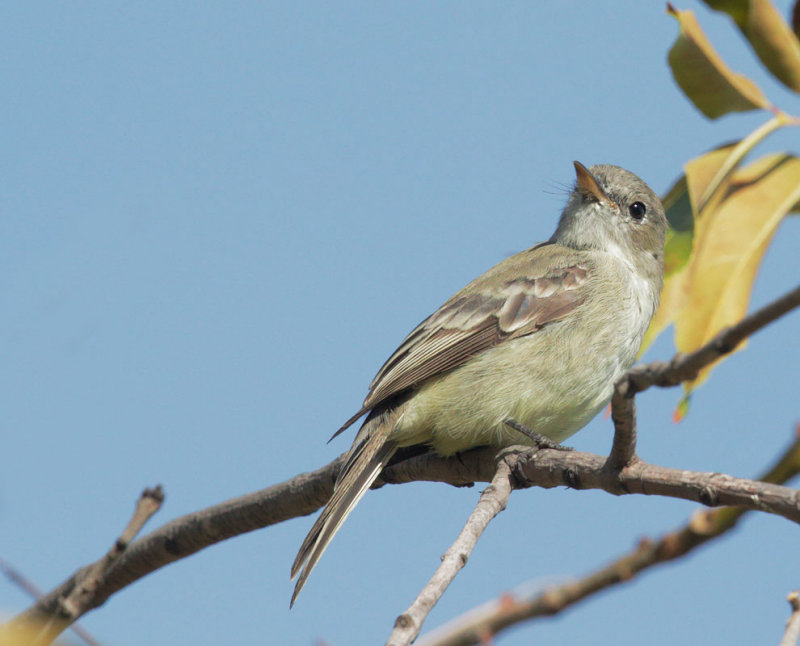 Gray Flycatcher