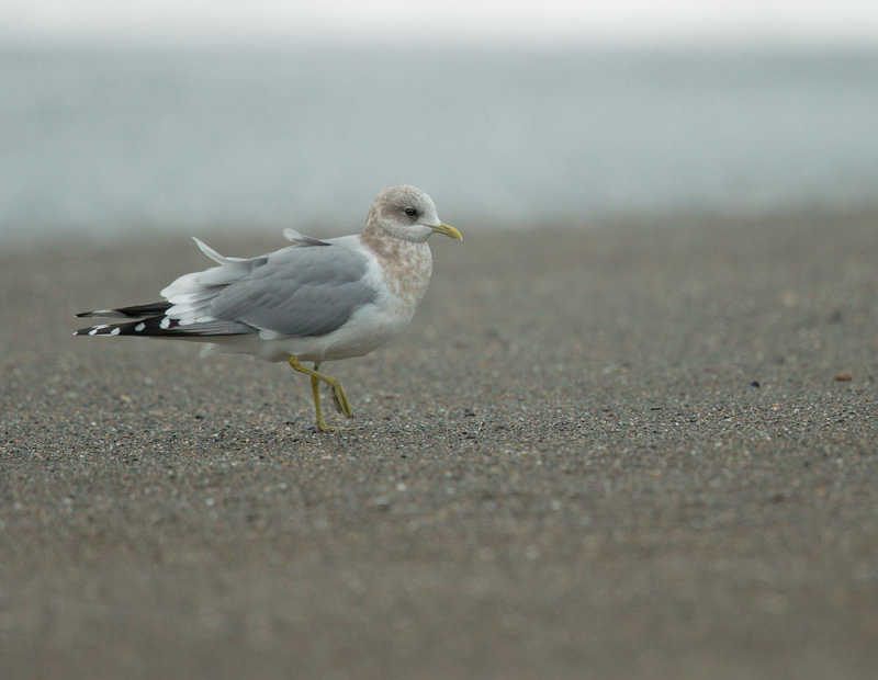 Mew Gull