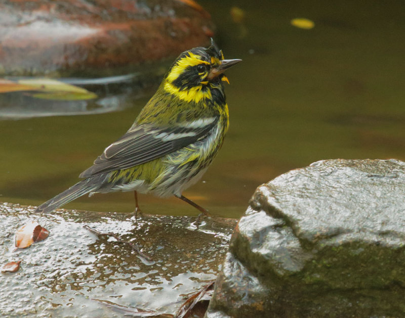 Townsends Warbler, male