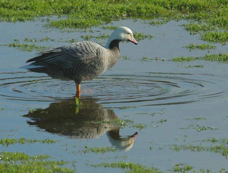 Emperor Goose