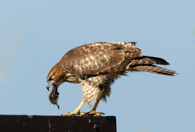 Red-tailed Hawk, juvenile with prey