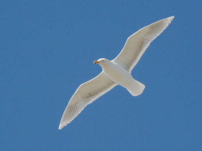 Glaucous-winged Gull