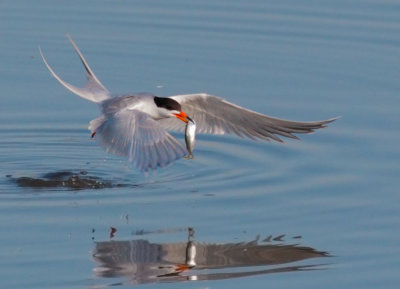 Forsters Tern, taking off with fish 2