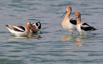 American Avocets, post-mating dance and courting pair