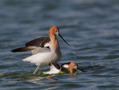 American Avocets, mating