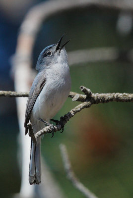 Blue-gray Gnatcatcher, singing male