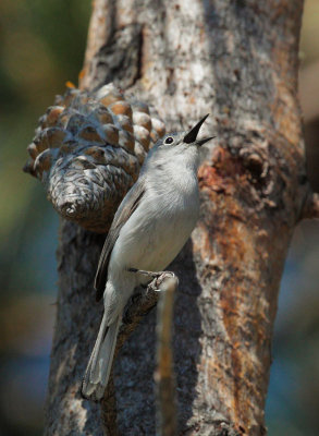 Blue-gray Gnatcatcher, singing male
