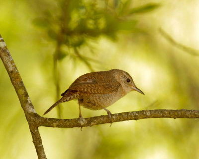 House Wren