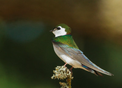 Violet-green Swallow, male