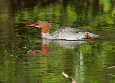 Common Merganser, female