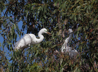 Great Egrets, passing nesting material