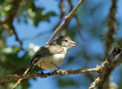 Warbling Vireo, singing male