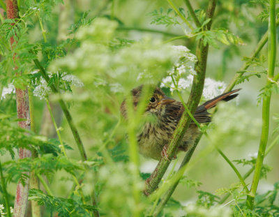 Song Sparrow, juvenile