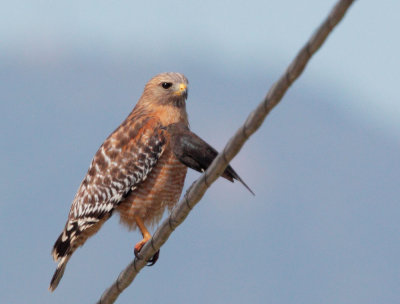 Red-shouldered Hawk and blackbird 1