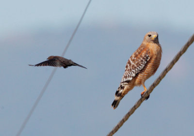 Red-shouldered Hawk and blackbird 2