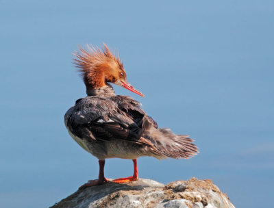 Common Merganser, female