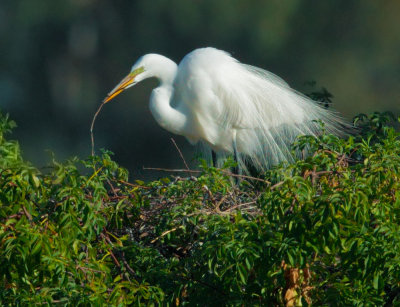 Great Egret, with twig at nest