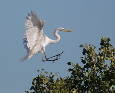 Great Egret, landing