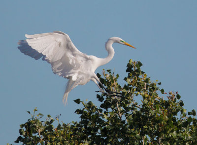 Great Egret, landing