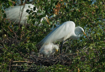 Great Egrets, adults with nestling