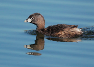 Pied-billed Grebe