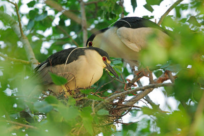 Black-crowned Night-Herons, pair at nest