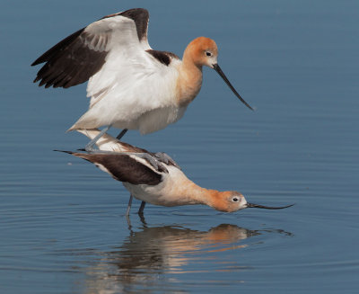 American Avocets, mating