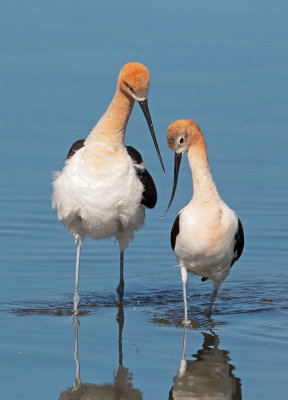 American Avocets, post-mating dance