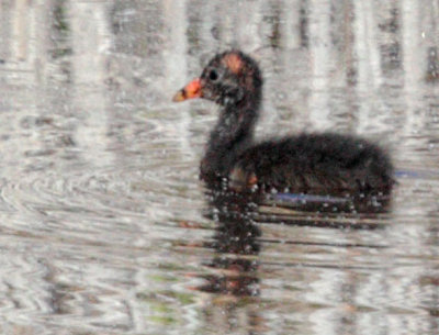 Common Gallinule, Chick