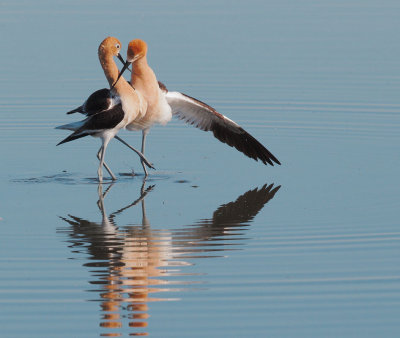 American Avocets, post-mating dance