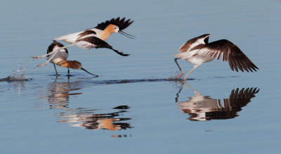 American Avocets, males fighting over female