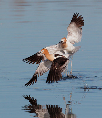 American Avocets, males fighting over female