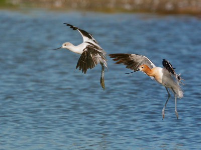 American Avocets, landing