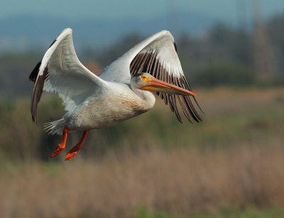 American White Pelican