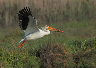 American White Pelican