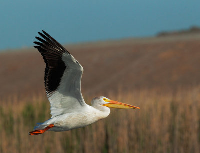 American White Pelican