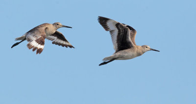 Willets, flying