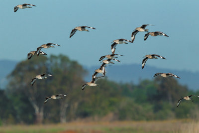 Willets, mixed plumages, flying