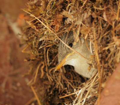 American Dipper, nestling