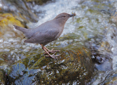 American Dipper, carrying food to nest