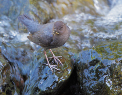 American Dipper, carrying food to nest