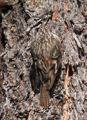 Brown Creeper, camouflaged against bark