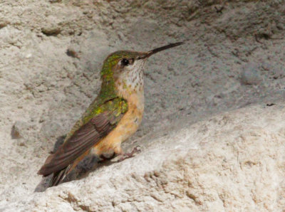 Calliope Hummingbird, female
