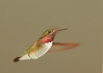Calliope Hummingbird, male