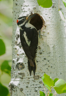 Hairy Woodpecker, male at nest